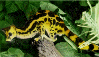 [linsang2.gif]