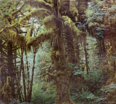 Wald