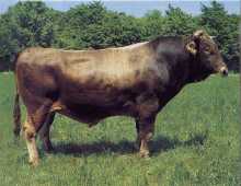 Zackentaler Braune